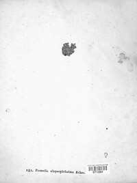 Niorma chrysophthalma image